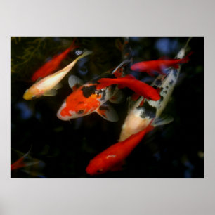 POSTER KOI ZEN