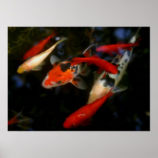 POSTER KOI ZEN