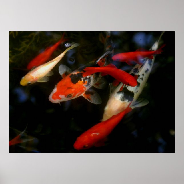 POSTER KOI ZEN (Devant)