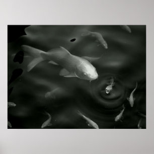 Poster kois papillon