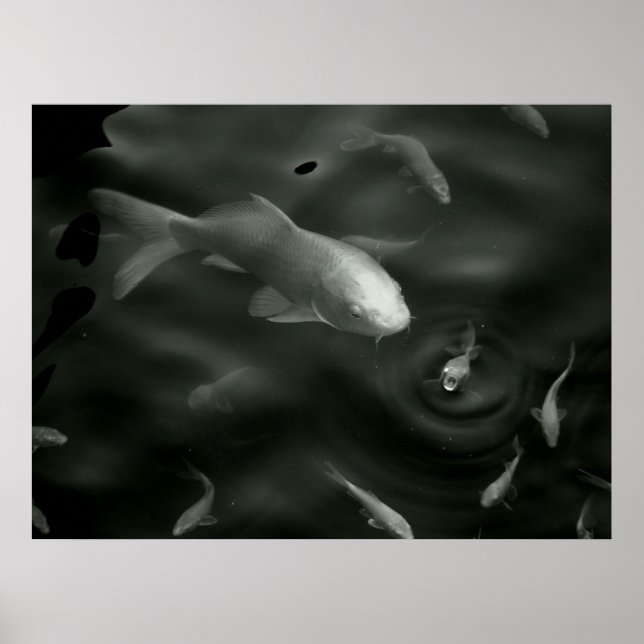 Poster kois papillon (Devant)