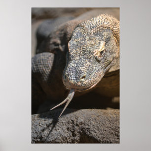 Poster Komodo Dragon Sticking Out Sa Langue
