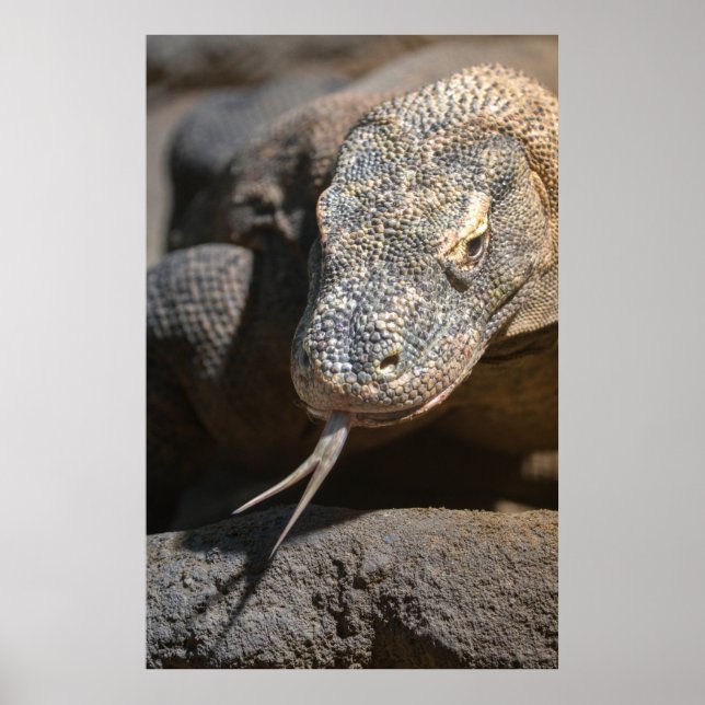 Poster Komodo Dragon Sticking Out Sa Langue (Devant)
