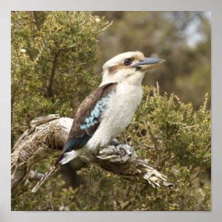 Poster Kookaburra