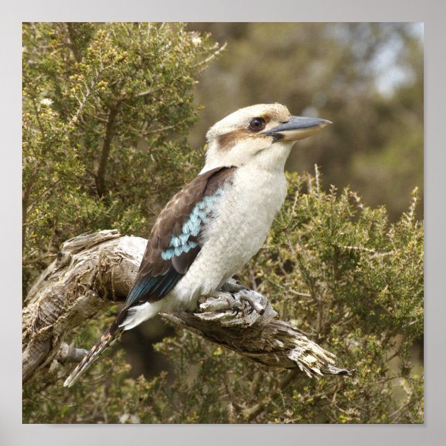 Poster Kookaburra (Devant)