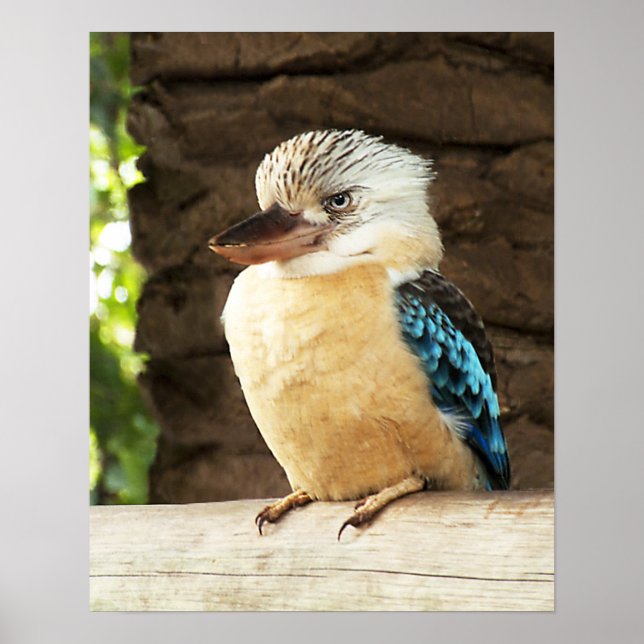 Poster Kookaburra (Devant)