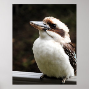 Poster Kookaburra