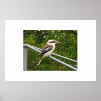 Poster Kookaburra