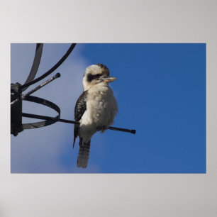 Poster Kookaburra