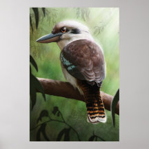 Kookaburra