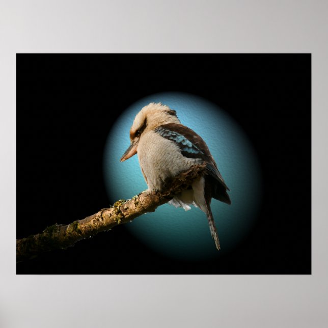 Poster Kookaburra sous les projecteurs (Devant)