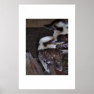 Poster Kookaburras