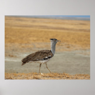 Poster Kori Bustard — Le plus lourd oiseau volant d’Afriq