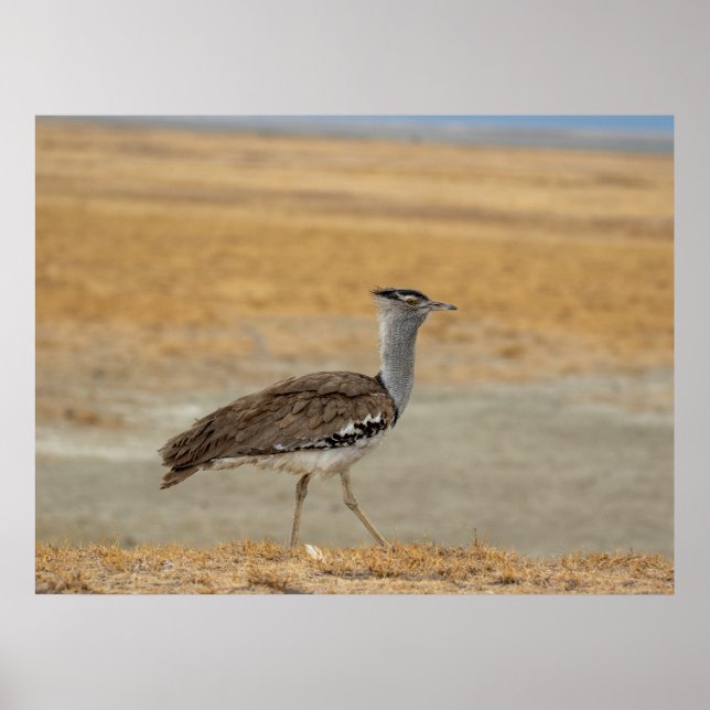 Poster Kori Bustard — Le plus lourd oiseau volant d’Afriq (Devant)
