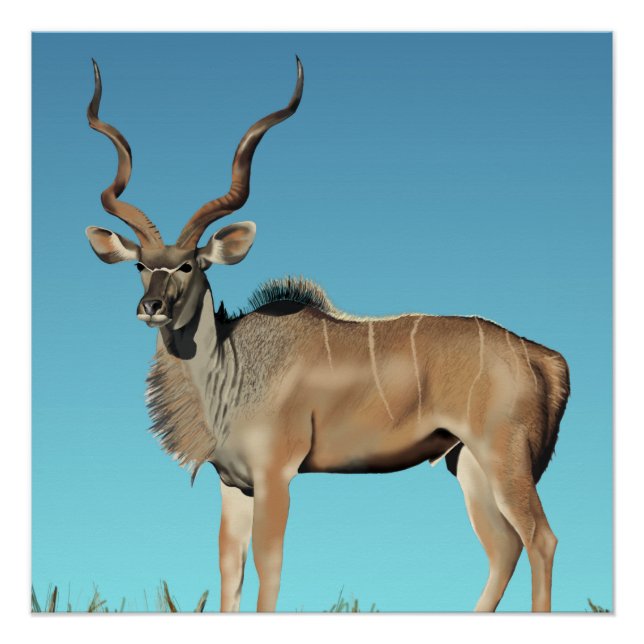 Poster Kudu (Devant)