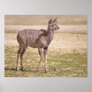 Poster Kudu grand enfant