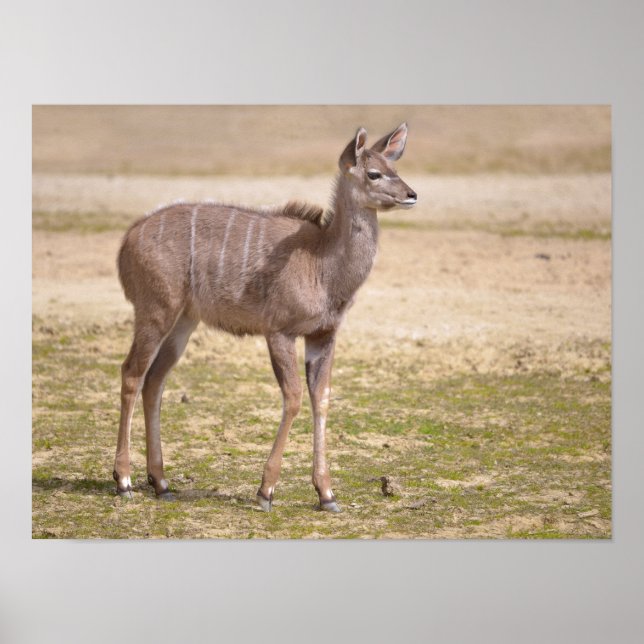 Poster Kudu grand enfant (Devant)
