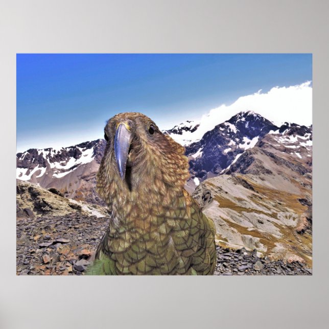 Poster Kurious Kea (Devant)