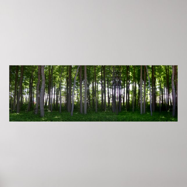 Poster Küstenschutzwald. (Devant)