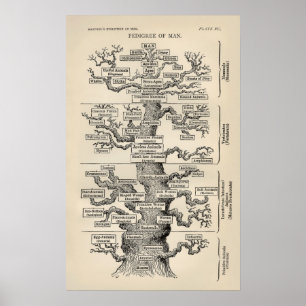Poster L'"arbre de vie" d'Ernst Haeckel