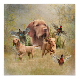 Poster La À poils durs hongroise Vizsla