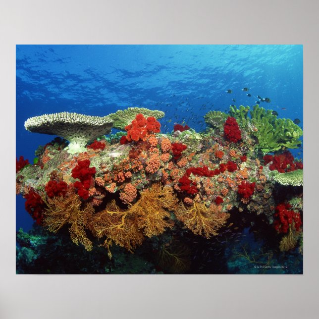 Poster La barrière de corail (Devant)