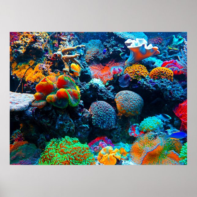 Poster La barrière de corail sous-marine tropicale (Devant)