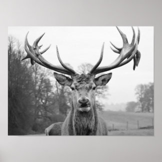 Poster La beauté dans la nature