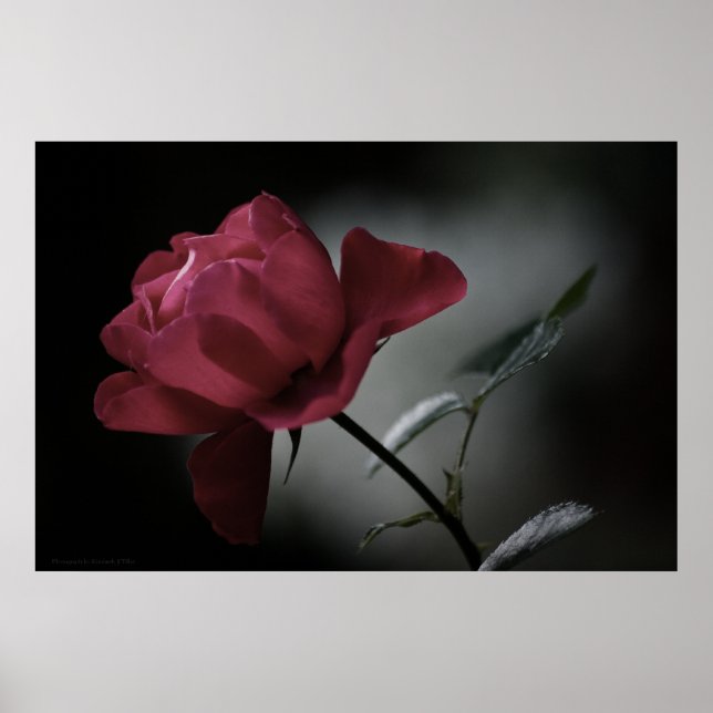 Poster La beauté de l'amour (Devant)