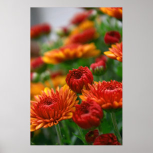 Poster La beauté de l'automne