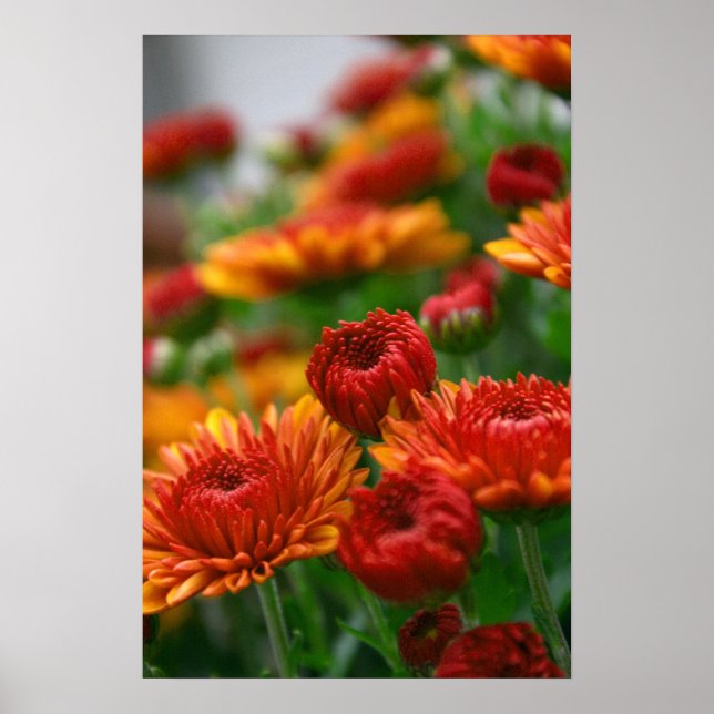 Poster La beauté de l'automne (Devant)