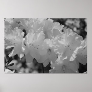 Poster La beauté du printemps III