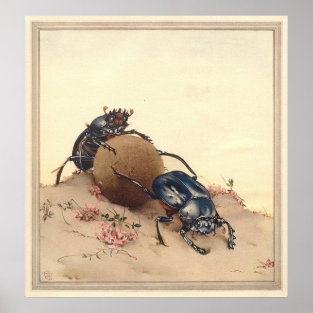 Poster LA BEETLE SACRÉE - Illustration du livre d'insecte (Devant)
