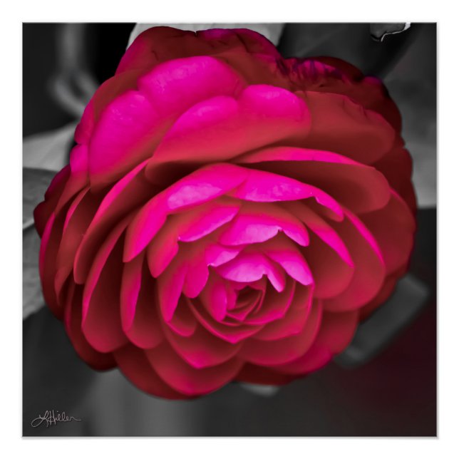 Poster La Camélia rose  (Devant)