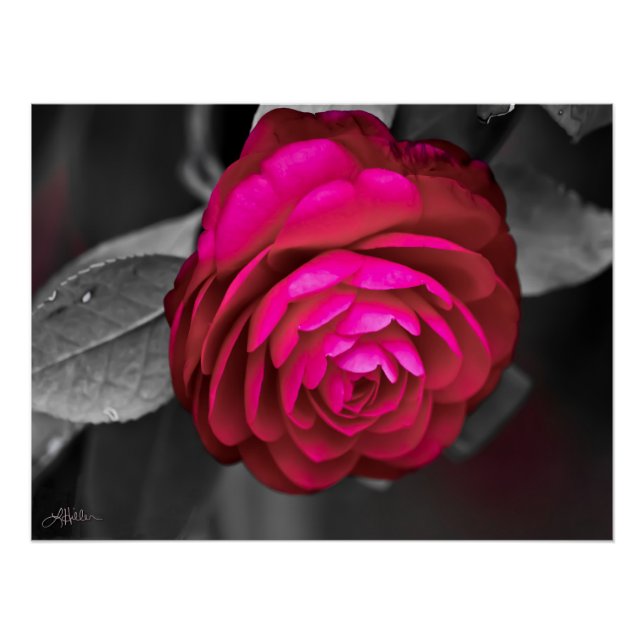 Poster La Camellia Rosy (Devant)