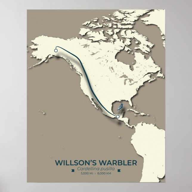 Poster La carte de migration de la Paruline Wilson - Mini (Devant)
