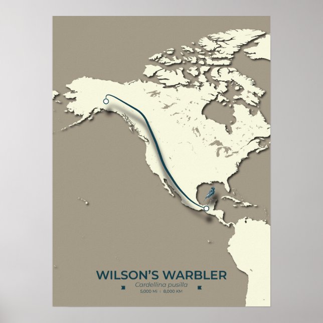 Poster La carte de migration de la Paruline Wilson - Mini (Devant)