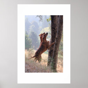 Poster La chasse à écureuil