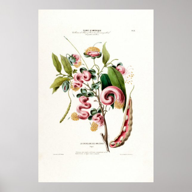 Poster La Chevelure Des Amazones Botanique Rose Amérique (Devant)