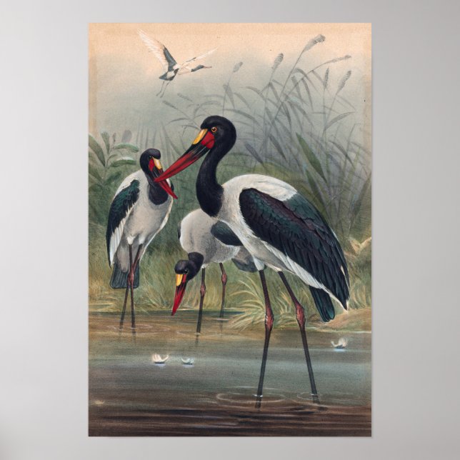 Poster La cigogne à la selle par Joseph Wolf (Devant)