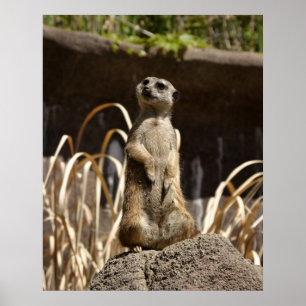 Poster La colle de Meerkat