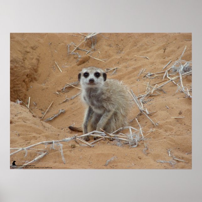 Poster La collection Fluffernutter - Sourire (Devant)