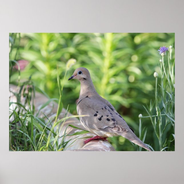 Poster La colombe en deuil (Devant)