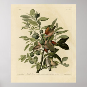Poster La colombe terrestre commune des oiseaux d'Amériqu