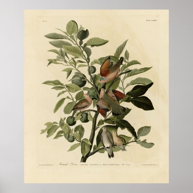 Poster La colombe terrestre commune des oiseaux d'Amériqu (Devant)