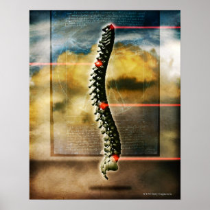 Poster La colonne vertébrale