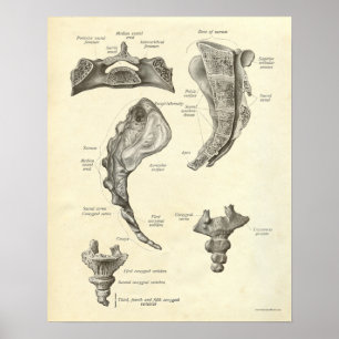 Poster La copie vintage d'anatomie désosse le sacrum