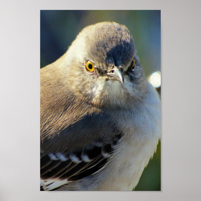 Poster La couronne de Mockingbird (Devant)