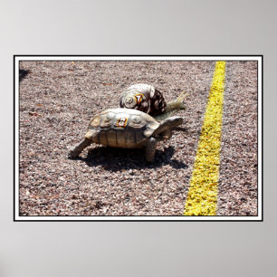 Poster La course de la grande tortue et des escargots