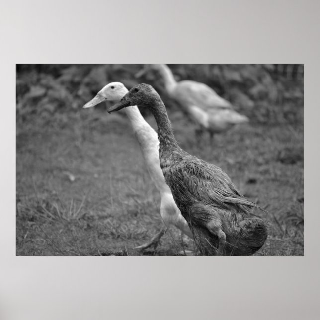 Poster La course des canards (Devant)